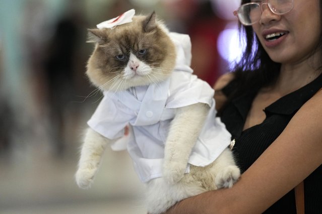 A persian cat named Willow wears a doctors costume during a Halloween pet party at a mall in Valenzuela city, Philippines on Saturday, October 19, 2024. (Photo by Aaron Favila/AP Photo)