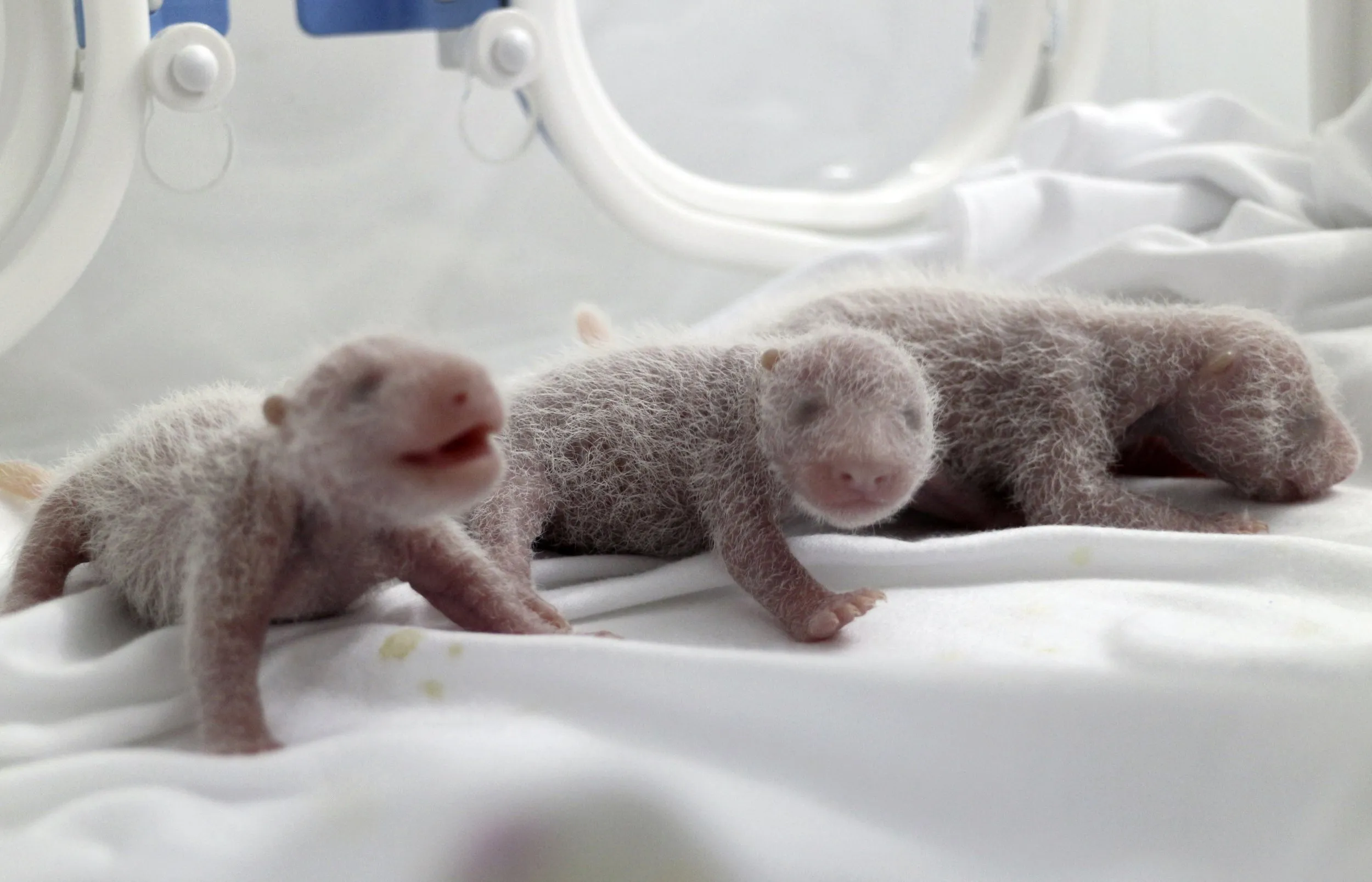 Родившийся детеныш панды. Детёныш панды новорожденный. Детёныши панды Новорожденные. Детеныш коалы новорожденный. Новорожденный Медвежонок панды.