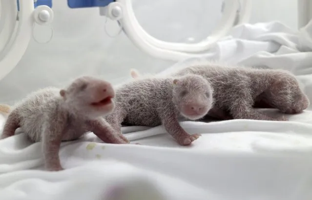 Newborn giant panda triplets, which were born to giant panda Juxiao (not pictured), are seen inside an incubator at the Chimelong Safari Park in Guangzhou, Guangdong province August 4, 2014. According to local media, this is the fourth set of giant panda triplets born with the help of artificial insemination procedures in China, and the birth is seen as a miracle due to the low reproduction rate of giant pandas. (Photo by Reuters/China Daily)