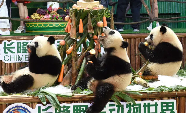 Giant panda triplets Mengmeng, Shuaishuai and Kuku eat bamboo shoots and carrots at their second birthday party in Guangzhou, China on July 28, 2016. (Photo by Xinhua/Rex Features/Shutterstock)