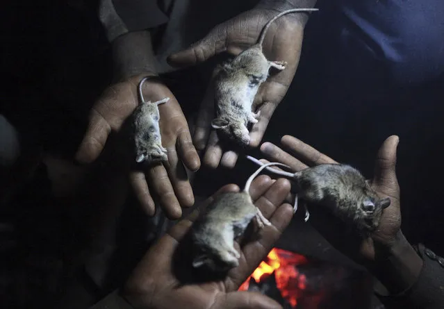 In this photo taken Friday, September 22, 2017, mice are show in palms of hands after being trapped in a cornfield in Chidza, Masvingo Province, Zimbabwe. Considered a delicacy, the field mice are hunted in cornfields where they have grown plump on the grains, grass and wild fruits. The trapped mice are then roasted and sold as a delicacy to motorists on the road to neighbouring South Africa. (Photo by Tsvangirayi Mukwazhi/AP Photo)