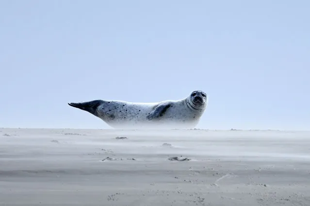 A seal lies on the beach of North Sea in the village of Sonderho, Denmark on September 06, 2022. (Photo by Sergei Gapon/Anadolu Agency via Getty Images)