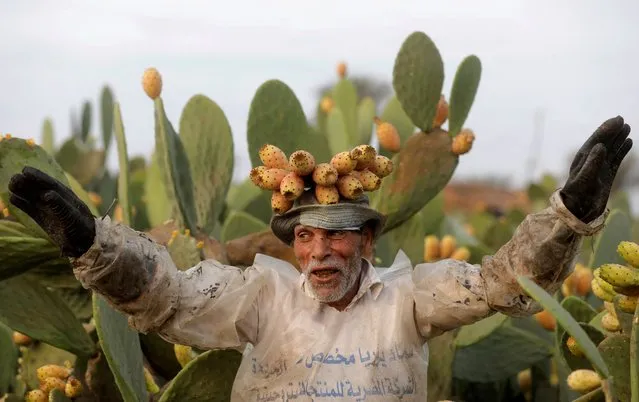 A worker sings while carrying prickly pears on his head as their production is on the rise due to low water consumption and ability to withstand extreme temperatures, according to farmers, at a farm in Al Qalyubia Governorate, Egypt on August 2, 2022. (Photo by Mohamed Abd El Ghany/Reuters)