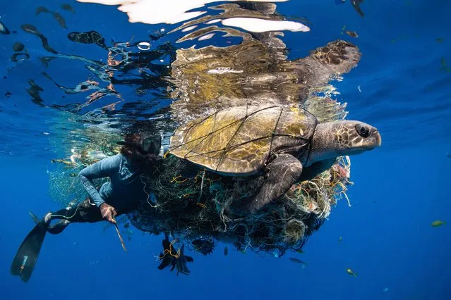 Human Connection Award: People and Planet Ocean – Second place – Simon Lorenz. A dive guide cuts an olive ridley turtle free from plastic debris, Sri Lanka. (Photo by Simon Lorenz/Ocean Photographer of the Year 2022)
