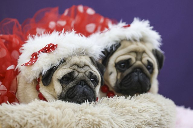 Pugs sit after being groomed in the benching area during the 149th Westminster Kennel Club Dog show, Monday, February 10, 2025, in New York. (Photo by Heather Khalifa/AP Photo)
