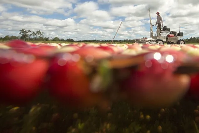Cass Gilmore harvests cranberries in a bog at Gilmore Cranberry Company in Carver, Massachusetts September 14, 2015, the beginning of the cranberry harvesting season. (Photo by Brian Snyder/Reuters)
