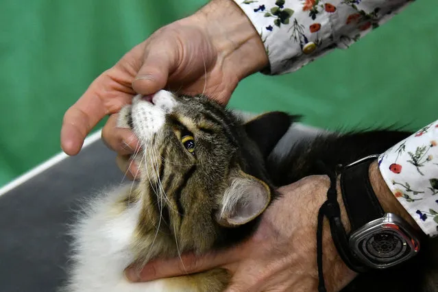 A judge checks a cat during the “SuperCat Show 2017” on November 11, 2017 in Rome, Italy. (Photo by Alberto Pizzoli/AFP Photo)