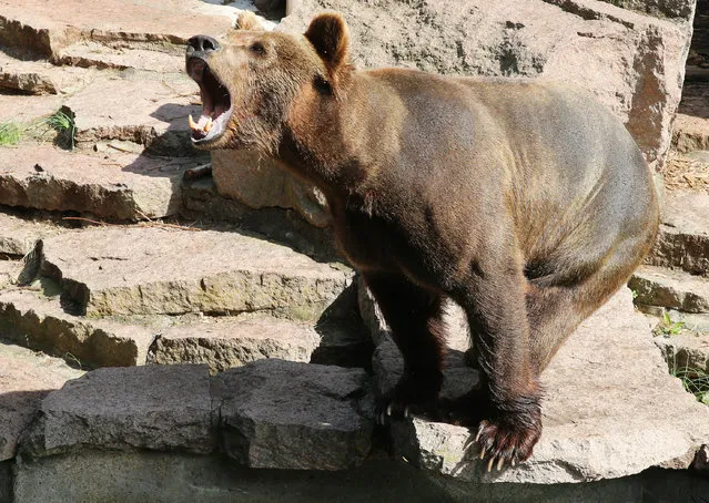Brown bear Benni at the Berg Zoo in Halle, Germany on August 23, 2016. (Photo by Steffen Schellhorn/Action Press/Startraksphoto.com)