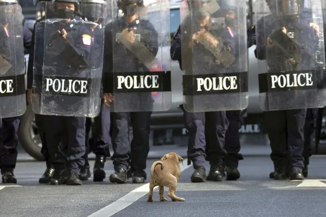 A dog crouches as police in riot gear block protesters from marching to the Asia-Pacific Economic Cooperation APEC summit venue, Friday, November 18, 2022, in Bangkok, Thailand. (Photo by Wason Wanichakorn/AP Photo)
