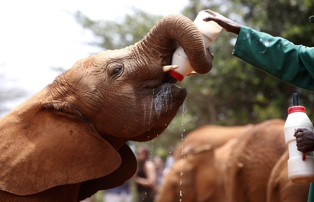 A keeper feeds an orphaned baby elephant with milk from a bottle at the David Sheldrick Elephant Orphanage within the Nairobi National Park, near Kenya's capital Nairobi October 15, 2014. (Photo by Goran Tomasevic/Reuters)