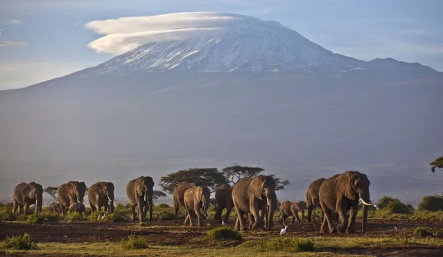 In this Monday, December 17, 2012 file photo, a herd of adult and baby elephants walks in the dawn light as the highest mountain in Africa Mount Kilimanjaro in Tanzania is seen in the background, in Amboseli National Park, southern Kenya. An official with the international police agency Interpol said Tuesday, December 23, 2014 that police arrested alleged ivory trafficker Feisal Ali, who had been on the run for months, at a rental house in Dar es Salaam, Tanzania, on Monday evening. (Photo by Ben Curtis/AP Photo)