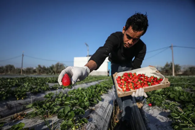 Palestinian farmer harvests strawberries as the Israeli government allows producing some agricultural products such as strawberries, cucumber, and eggplant in Beit Lahia, Gaza on November 19, 2022. (Photo by Mustafa Hassona/Anadolu Agency via Getty Images)