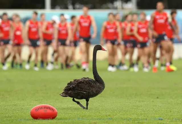 A Swan is seen on the training ground during a Sydney Swans AFL training session at Lakeside Oval on March 8, 2017 in Sydney, Australia. (Photo by Ryan Pierse/Getty Images)