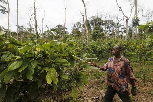 A farmer uses a machete as he works among dead trees and young cocoa plants inside the protected Gouin-Debe forest in Blolequin department, western Ivory Coast August 17, 2015. (Photo by Luc Gnago/Reuters)