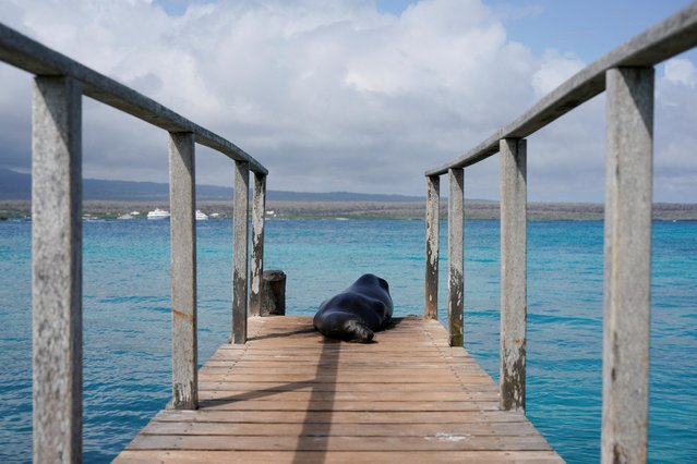A sea lion rests on a dock on Santa Cruz Island, after Ecuador announced the expansion of a marine reserve that will encompass 198,000 square kilometres (around 76,448 square miles), in the Galapagos Islands, Ecuador on January 16, 2022. (Photo by Santiago Arcos/Reuters)