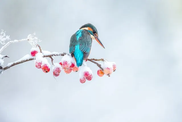 The kingfisher sits on a snowy branch in Bedfordshire, United Kingdom in December 2022. (Photo by Aimee Braniff/Media Drum Images)