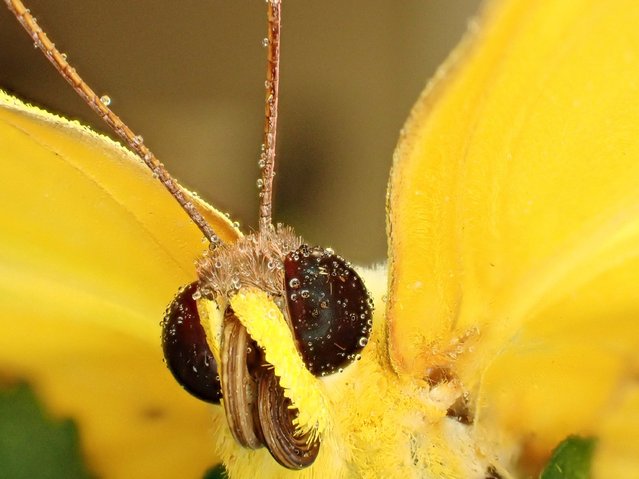 A closeup view of a butterfly's face is seen through macro lens in Tropical Butterfly Garden in Konya, Turkiye on July 09, 2025. (Photo by Serhat Cetinkaya/Anadolu via Getty Images)