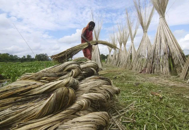 A woman carries a bundle of jute for drying in a paddy field in Nagaon district in the northeastern state of Assam, India, September 22, 2016. (Photo by Anuwar Hazarika/Reuters)