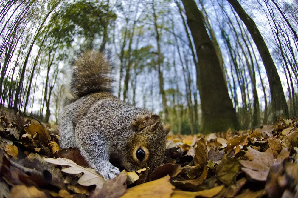 The Mammal Society Mammal Photographer of the Year: Winners & Finalists