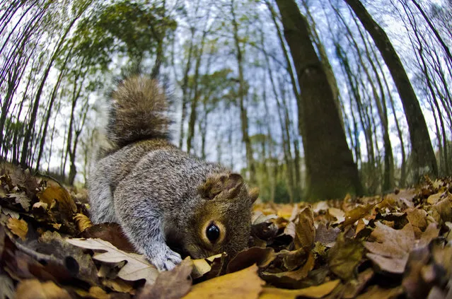 O) Highly commended. These shots are from a university project based on Squirrels. The photos are displaying a grey squirrels caching behaviour. I set up a remote timer and baited the area with nuts, and waited for the squirrels to come. Once the squirrels were consistent and knew where the food was, I made it a little harder for them to retrieve the nuts. This meant that they had to dig for it, and therefore mimic the caching behaviour. So even though they were digging up the nuts instead of burying them for the winter, the same motion was recorded.