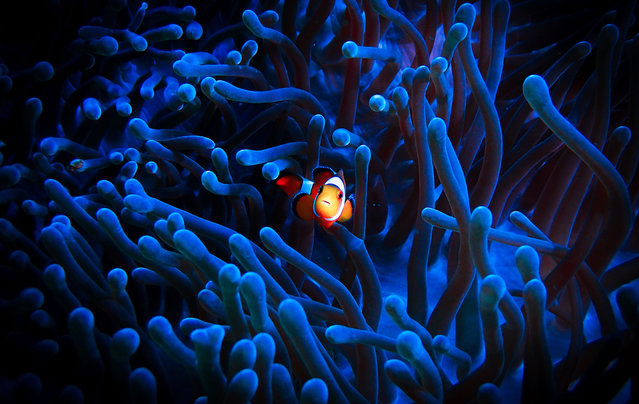 A clownfish swims in a sea anemone in the Philippines. (Photo by Travel Trend/iStockphoto/Getty Images)