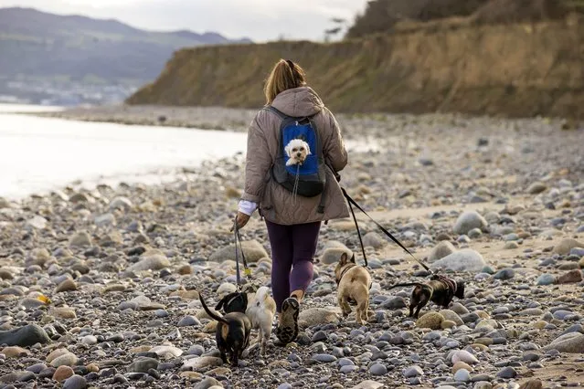 Ruth O’ Brien of Adventure Paws Dublin pictured walking dogs on Shankill Beach, Dublin on February 3, 2023, with “Daisy” in her backpack. (Photo by Tom Honan for The Irish Times)