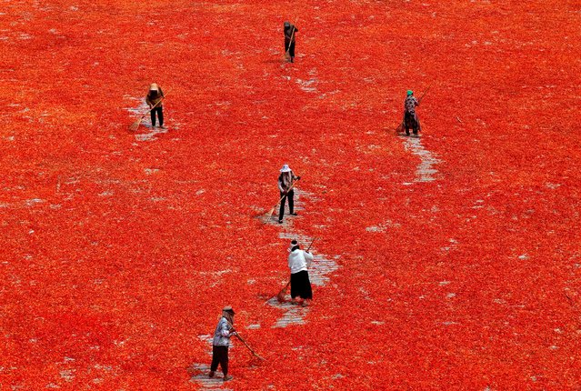 In an aerial view, farmers sun-dry chili peppers on August 4, 2025 in Bozhou, Anhui Province of China. (Photo by VCG/VCG via Getty Images)
