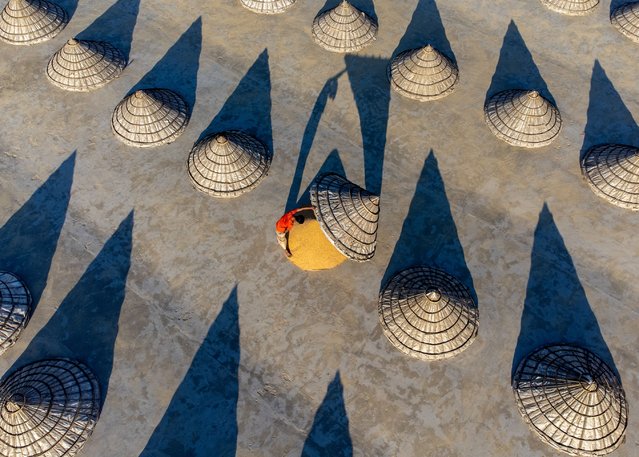 Giant bamboo cones, used to protect rice from overnight moisture during its drying process, in the Brahmanbaria district of Bangladesh in the second decade of April 2025. (Photo by Bipul Ahmed/Solent News & Photo Agency)