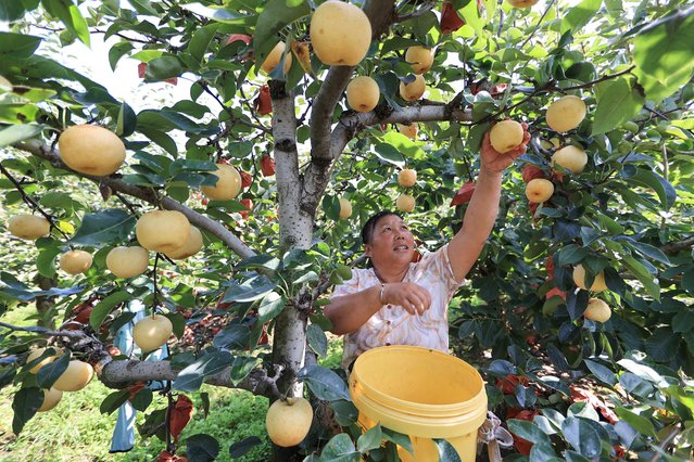 A farm worker harvests golden pears in an orchard in Lianyungang, in east China's Jiangsu Province on September 9, 2025. (Photo by AFP Photo/China Stringer Network)