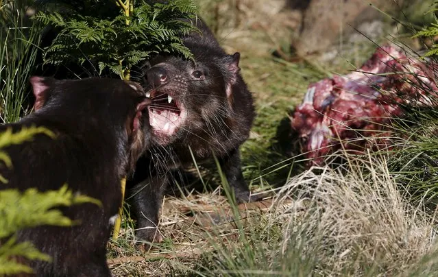 A Tasmanian Devil fights off another devil as he eats kangaroo meat before a first shipment of healthy and genetically diverse devils is sent to the island state of Tasmania, at the Devil Ark sanctuary in Barrington Tops on Australia's mainland, November 17, 2015. (Photo by Jason Reed/Reuters)