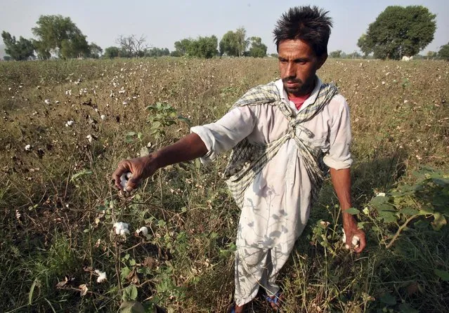 Farmer Darshan Singh plucks cotton from his damaged Bt cotton field on the outskirts of Bhatinda in Punjab, India, in this October 28, 2015 file photo. (Photo by Munish Sharma/Reuters)