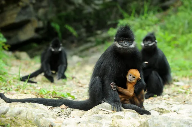 Endangered Francois’ langurs monkeys at the Mayang river national nature reserve in Yanhe Tujia, Guizhou, China on May 17, 2018. (Photo by Yang Wenbin/Xinhua/Barcroft Images)