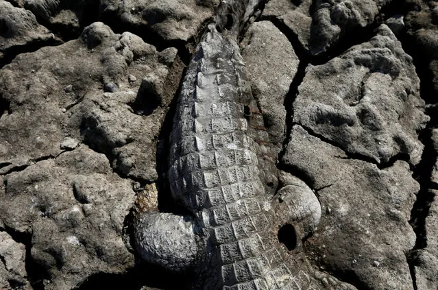 A yacare caiman lies in the dried-up river bed of the Pilcomayo river in Boqueron, Paraguay, August 14, 2016. (Photo by Jorge Adorno/Reuters)