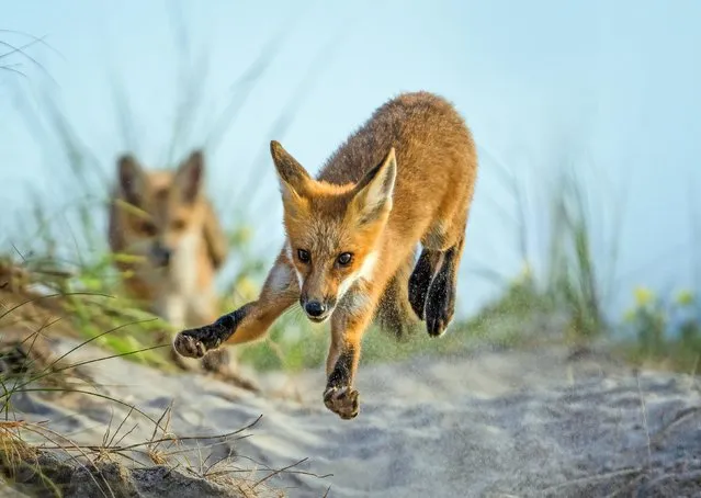 Fox cubs, playing in the sand dunes in Ocean City, Maryland in May 2023, were not put off by the presence of Ruiqing Pamboukian, a scientist, who said that the animals use the dunes for their dens. (Photo by Ruiqing Pamboukian/Solent News)