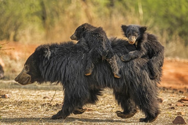 These young sloth bears hitch a ride on their mother's back as she forages for food in the Ranthambhore Tiger Reserve in the Indian state of Rajasthan in May 2023. (Photo by Aditya Singh/Solent News)