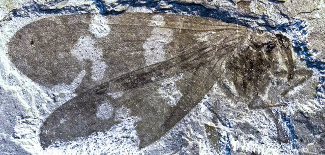 The fossil of a newly discovered family of extinct scorpionflies from McAbee, B.C., is shown in an undated photo provided by Simon Fraser University. Ancient fossils of an extinct family of insects, scorpionflies, have been found in British Columbia and northern Washington state, and a biologist says they hold valuable lessons about climate change and evolution. (Photo by Simon Fraser University)