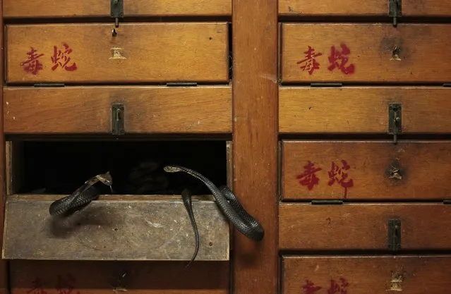 Two snakes are seen inside their compartment in wooden cupboards labelled “Poisonous Snakes”, at a snake soup store in Hong Kong January 29, 2013. There are scores of people in Hong Kong who have through generations tamed snakes to make soup out of them, a traditional cuisine believed to be good for the health. Yet the people behind providing fresh snakes for the savoury meal thought to speed up the body's blood flow and keep it strong in the cold winter months may be doomed, with young people increasingly reluctant to take on a job they see as hard and dirty. (Photo by Bobby Yip/Reuters)