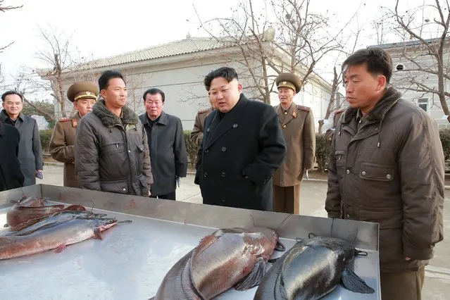 North Korean leader Kim Jong Un (3rd R) visits the Samchon Catfish Farm in this undated photo released by North Korea's Korean Central News Agency (KCNA) in Pyongyang December 16, 2015. (Photo by Reuters/KCNA)