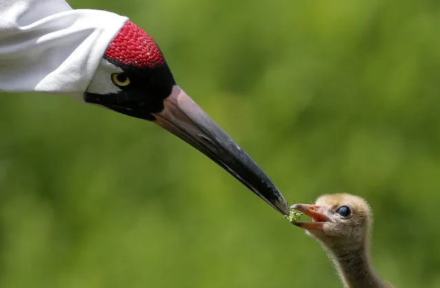 A keeper wearing a “crane suit”, to resemble a parent whooping crane, feeds a recently born chick, a critically endangered species, with her hand in a puppet, at the Audubon Nature Institute's Species Survival Center in New Orleans, Thursday, June 21, 2018. To ensure the chicks don’t take to people, keepers wear the disguises to hide the human shape and obscure the face. The crane-head puppet with a moveable beak is carved and painted by a Japanese artist. (Photo by Gerald Herbert/AP Photo)