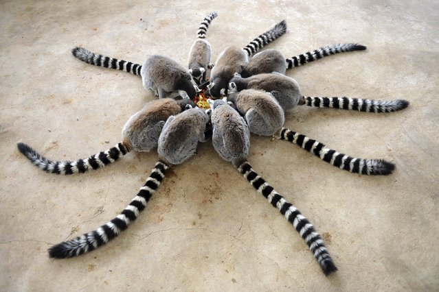 Lemurs eat at Qingdao Forest Wildlife World in Qingdao, Shandong province, China, January 27, 2015. (Photo by Reuters/China Daily)
