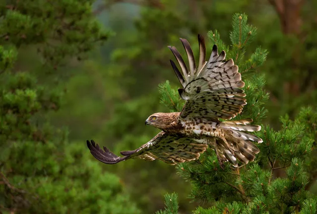 A short-toed snake eagle flies in a forest near the village of Yanovichi, Belarus, July 27, 2018. (Photo by Vasily Fedosenko/Reuters)