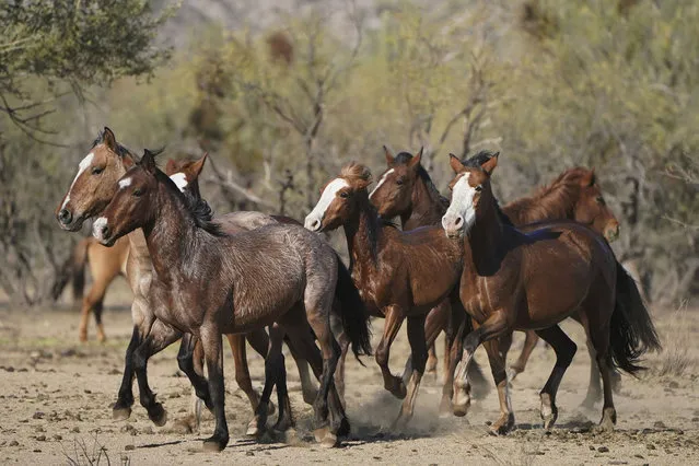 A team of Salt River wild horses arrive at a site for emergency feeding run by the Salt River Wild Horse Management Group near Coon Bluff in the Tonto National Forest, near Mesa, Ariz., Wednesday, March 10, 2021. Due to prolonged drought in the area, the horses are fed hay daily. (Photo by Sue Ogrocki/AP Photo)