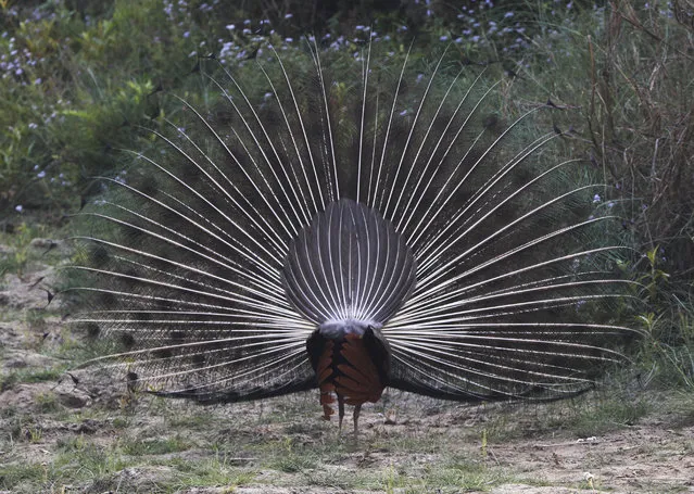 Peacock is sighted at Bardiya National Park, Bardiya District, Nepal, Wednesday, March 31, 2021. Previously established as the Royal Karnali Wildlife Reserve in 1976 the Baridiya National park is also one of the biggest national parks in Southern belt of Nepal and famous for Royal Bengal tiger sighting. (Photo by Niranjan Shrestha/AP Photo)