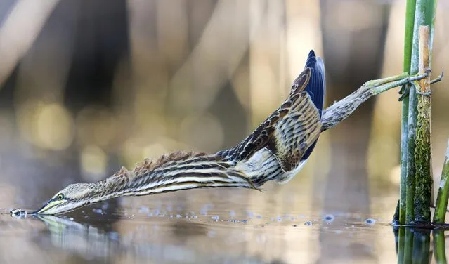 A juvenile bittern goes full stretch to pluck a fish from the water in Toledo, central Spain early August 2023. (Photo by Paul Sawer/Solent News)