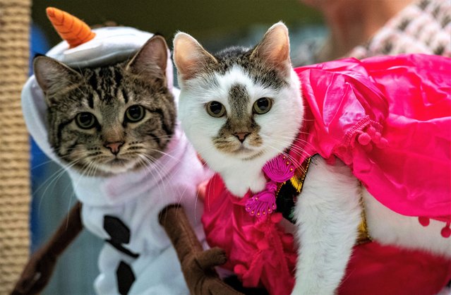 Cats dressed as characters from the film Frozen wait to be judged during the costume contest at the New England Meow Outfit's 10th Annual Allbreed and Household Pet Cat Show in Natick, Massachusetts, on August 27, 2023. (Photo by Joseph Prezioso/AFP Photo)