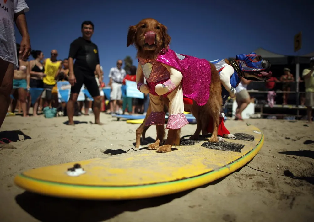 The 5th Annual Surf Dog Competition in California