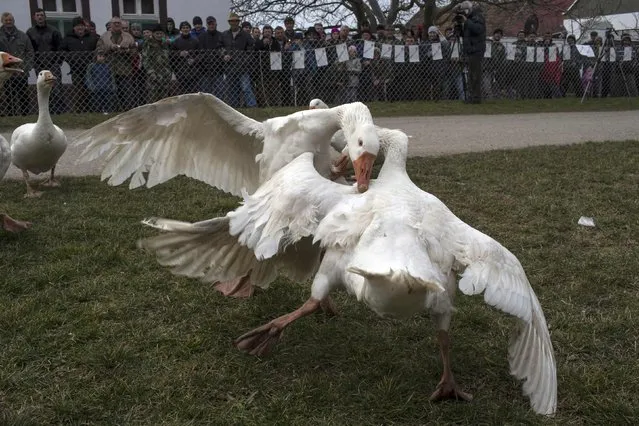 Geese fight during the annual Geese Fight Day in the northern Serbian village of Mokrin, some 160km (100 miles) from Belgrade February 22, 2015. (Photo by Marko Djurica/Reuters)