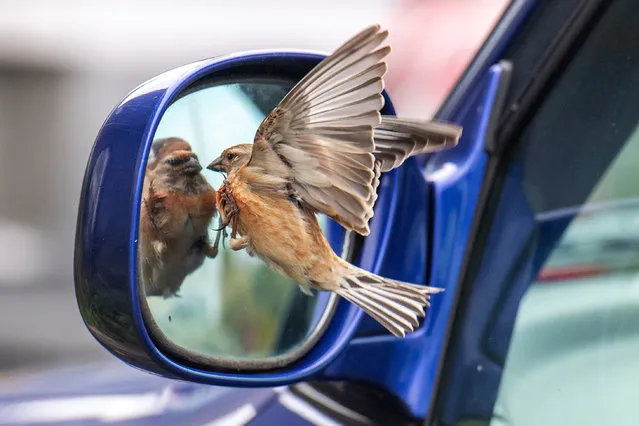 A male Linnet bird tackles what it thinks is a rival bird in a car mirror on May 14, 2021 in Portland, United Kingdom. (Photo by Finnbarr Webster/Getty Images)