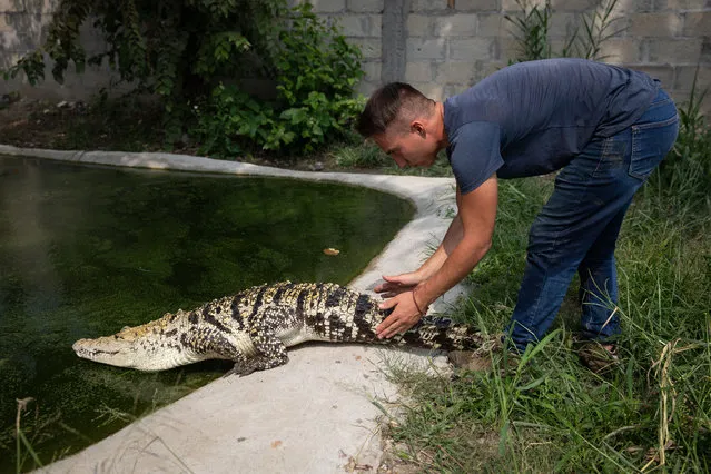 Mexican crocodile keeper, Andre Rocha leaves the morelet's crocodile (Crocodylus moreletii) in a pond, at the “House of Crocodiles” in Morelos, Mexico on August 30, 2023. Rocha keeps legally several native and non-native species of live crocodiles, alligators and caimans at his “House of crocodiles” which is a project developed at his own house, focused on the conservation and selective breeding of these animals. (Photo by Daniel Cardenas/Anadolu Agency via Getty Images)