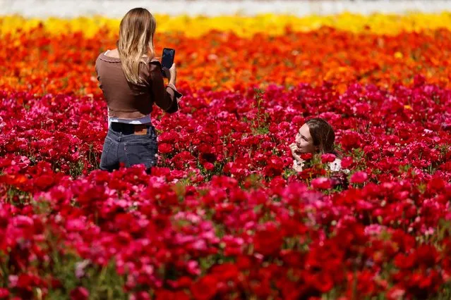 Emma McCain has her picture taken by her friend Norah Miller as they visit the 50 acres of Ranunculus flowers at “The Flower Fields” in Carlsbad, California, U.S., March 31, 2021. (Photo by Mike Blake/Reuters)